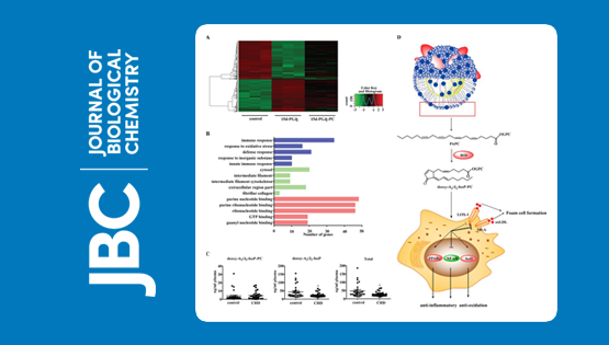 中国科学院上海营养与健康研究院科研人员发现一类新的对动脉粥样硬化具有?；ぷ饔玫牧字趸? />
                                    </div>
                                    <div   id=