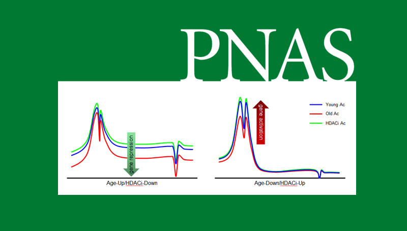 韩敬东研究组揭示组蛋白乙?；源竽匝仔运ダ舷喙鼗蛞种频男履Ｊ? />
                                    </div>
                                    <div   id=