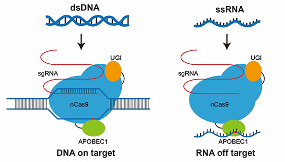 李亦学研究组合作发表关于基因编辑技术RNA脱靶及其优化的研究成果