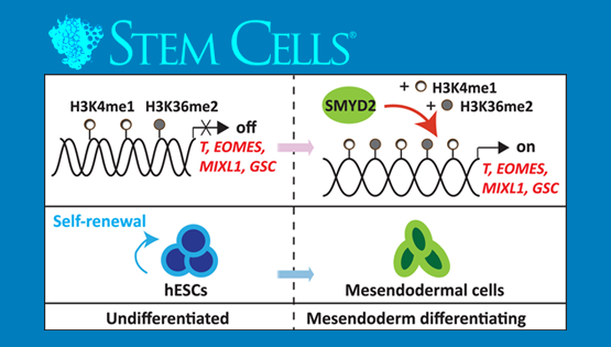 杨黄恬研究组揭示组蛋白甲基转移酶SMYD2在调控人胚胎干细胞向中内胚层分化过程中的新作用和机制