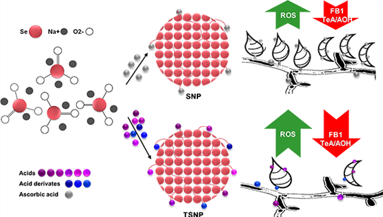 武爱波研究组在真菌毒素污染控制研究方面取得进展