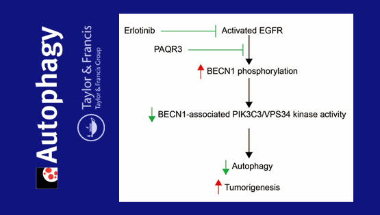 陈雁研究组发现自噬调控肺癌细胞生长新机制