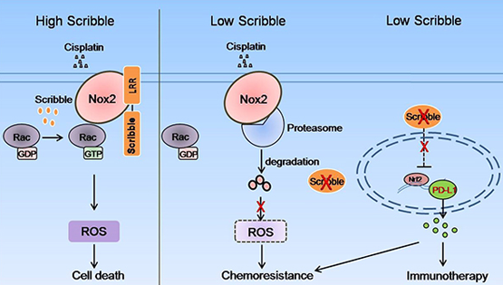 詹丽杏研究组发现极性蛋白Scribble促进非小细胞肺癌顺铂敏感性的新机制