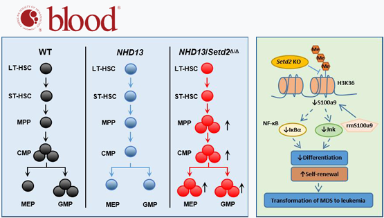 王兰研究组揭示SETD2调控骨髓增生异常综合征转白血病的新机制