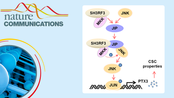 胡国宏研究组发现乳腺癌肿瘤干细胞调控新机制