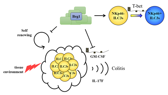 邱菊研究组合作发现3型天然淋巴细胞表观遗传学调控新机制