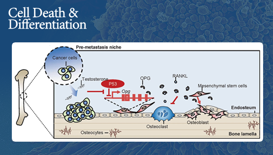 王莹、时玉舫研究组合作发现p53通过调控OPG影响间充质干细胞成骨分化以及肿瘤相关骨骼重塑的新机制