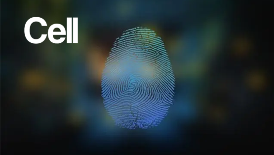 复旦、中科院团队发现肢体发育相关基因在指纹花纹形成中发挥关键作用成果登《细胞》主刊