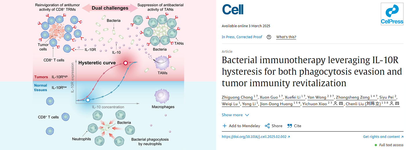 营养与健康所肖意传研究组合作揭示合成生物细菌肿瘤疗法关键原理