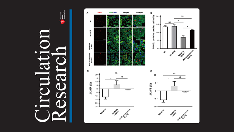 杨黄恬研究组合作揭示人胚胎干细胞衍生的心血管前体细胞移植非人灵长类心梗模型后对心脏的?；ぷ饔? />
                                    </div>
                                    <div   id=