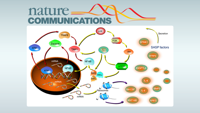孙宇研究组揭示临床背景下细胞衰老以及衰老相关分泌表型调控的新机制