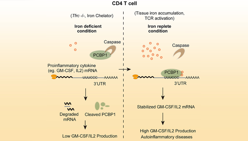 常兴研究组报道自身免疫性疾病发病新机制