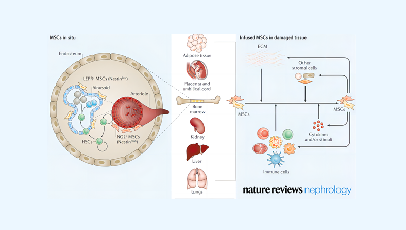 时玉舫研究组在Nature Reviews Nephrology就炎症微环境调控干细胞的应用和机制发表特邀综述