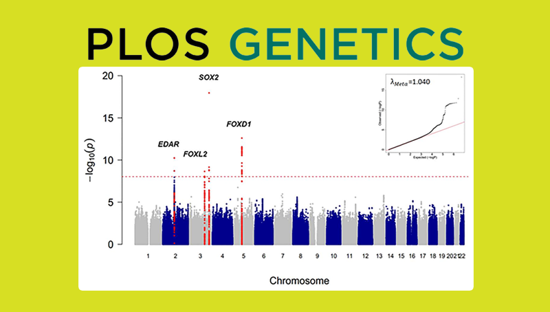 汪思佳研究组揭示影响眉毛浓密程度的遗传机制