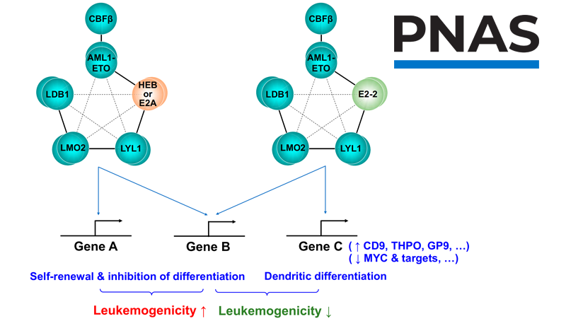 王兰研究组合作发现E蛋白家族成员E2-2通过影响AETFC复合体负性调控白血病发生