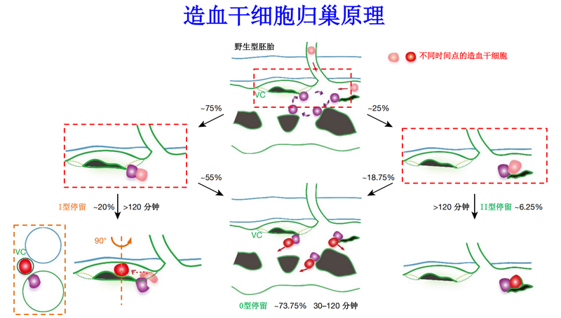 中国科学家首次揭秘新生造血干细胞在体归巢全过程