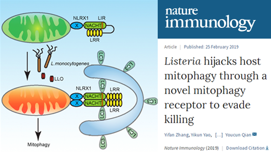 钱友存研究组发现李斯特菌劫持巨噬细胞线粒体自噬新机制