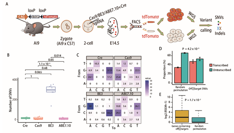 李亦学研究组合作研究发现让脱靶无处隐藏的“GOTI”新型脱靶检测技术