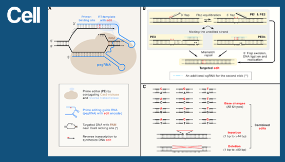 中国科学院上海营养与健康研究所杨力组与上海科技大学合作伙伴在<em>Cell</em> 杂志发表专评论文