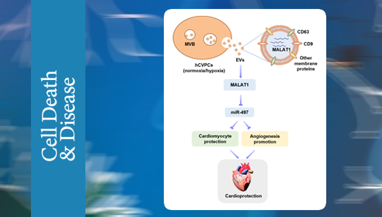 杨黄恬研究组揭示人胚胎干细胞衍生心血管前体细胞胞外囊泡的心脏?；ぷ饔眉盎? />
                                    </div>
                                    <div   id=
