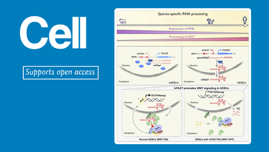 杨力研究组合作研究揭示长非编码RNA种属特异性加工决定的物种差异功能