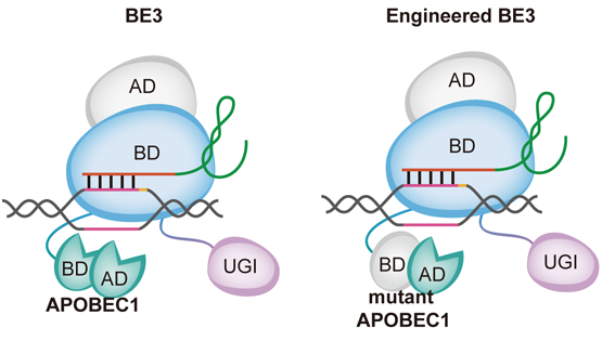 李亦学研究组合作研发出新一代高精度单碱基编辑工具