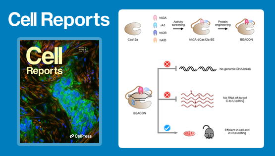 杨力研究组合作开发高效安全的单碱基编辑新系统