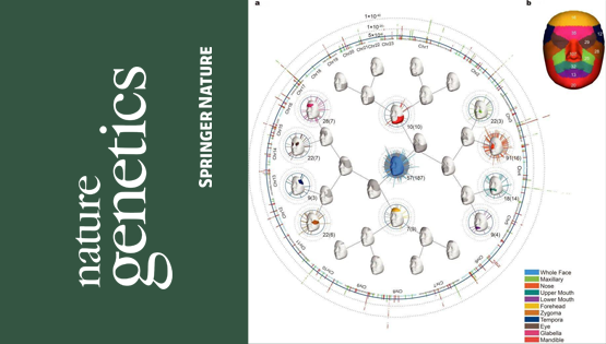 复旦大学、中科院团队最新成果：揭示东亚面部独特性遗传进化机制