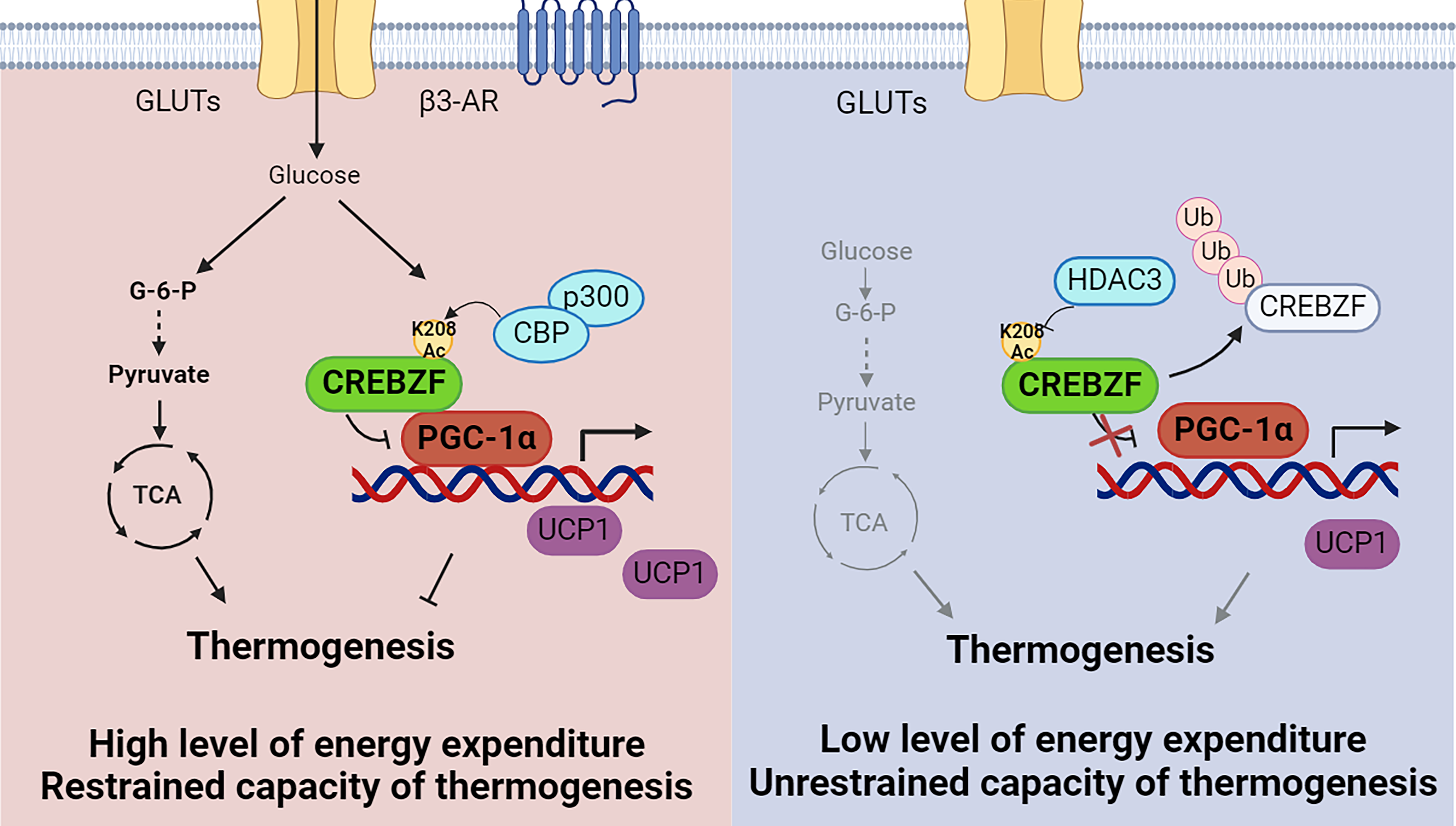 营养与健康所李于研究组合作发现脂肪细胞葡萄糖感应调节能量代谢的新机制
