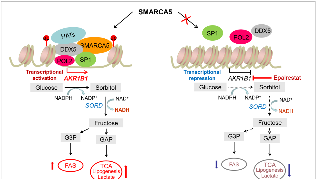 营养与健康所王兰研究组发现SMARCA5蛋白促进急性髓系白血病（AML）的发生发展机制