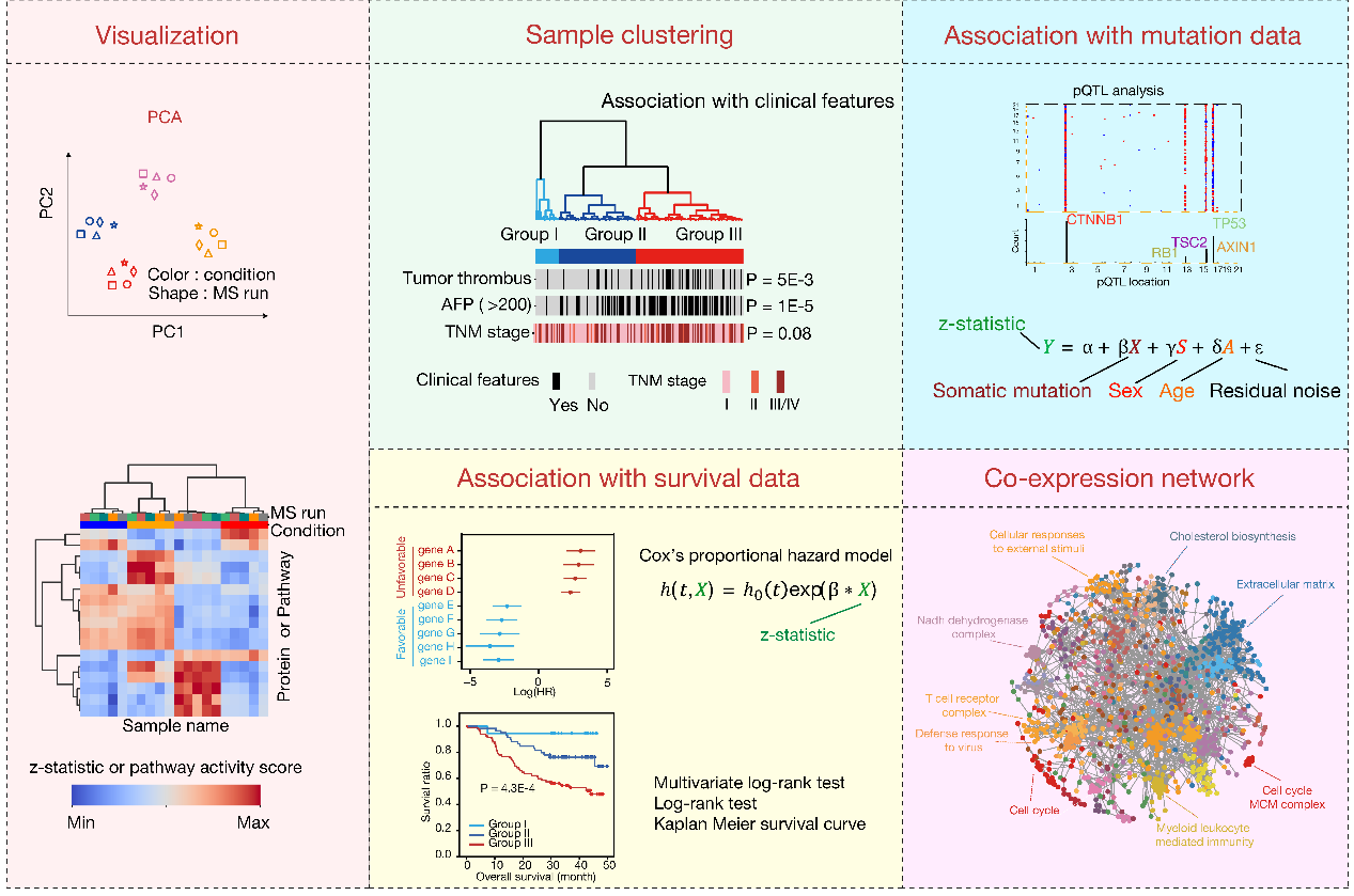 营养与健康所邵振与詹丽杏研究组合作开发蛋白质组比较算法解析红细胞分化和肝癌异质性
