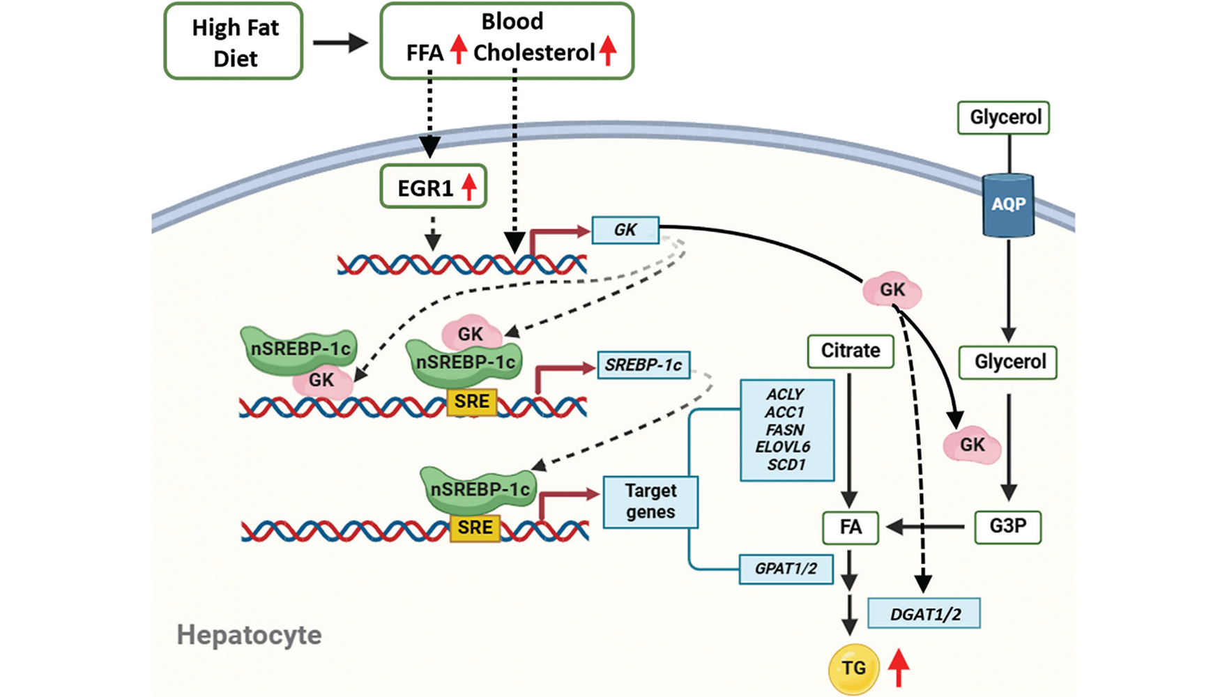 营养与健康所乐颖影研究组揭示非酒精性脂肪肝中脂质合成增加的新机制