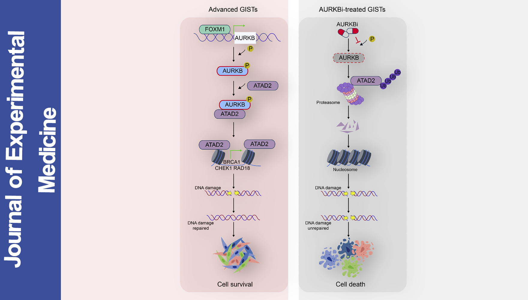 营养与健康所王跃祥研究组合作揭示晚期胃肠间质瘤新型治疗靶点