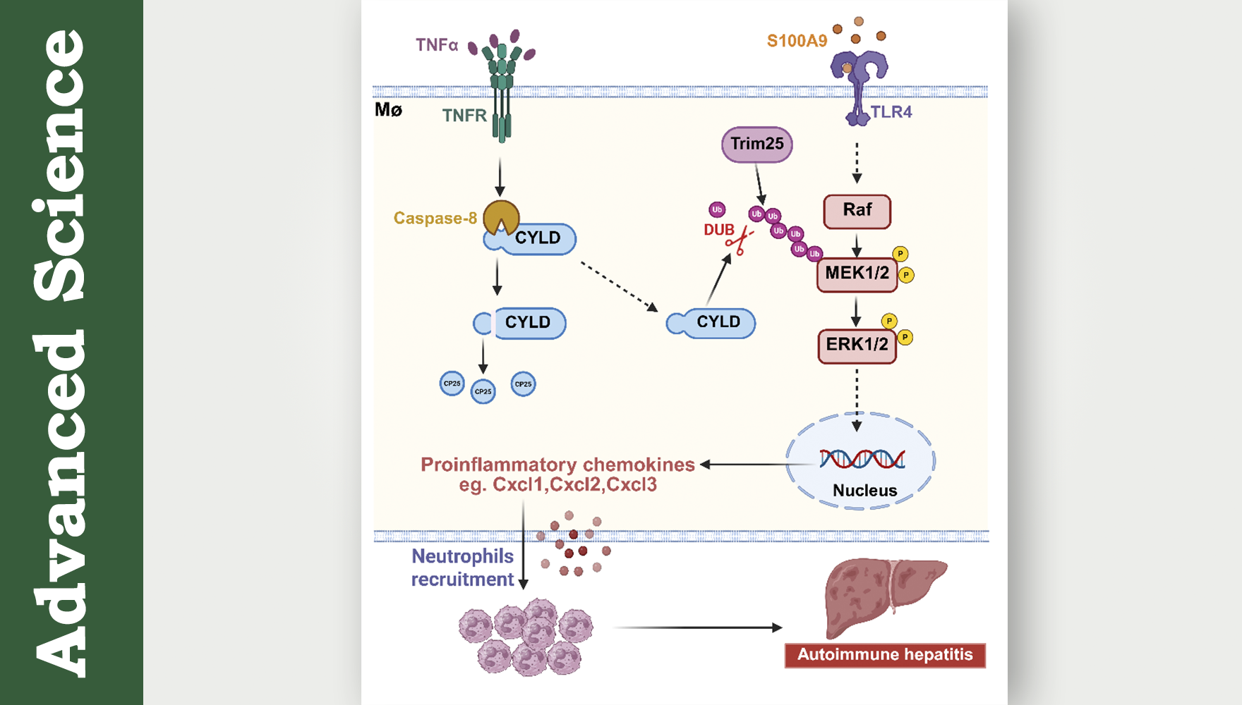 营养与健康所章海兵研究组揭示去泛素化酶CYLD调控自身免疫性肝炎进展新机制