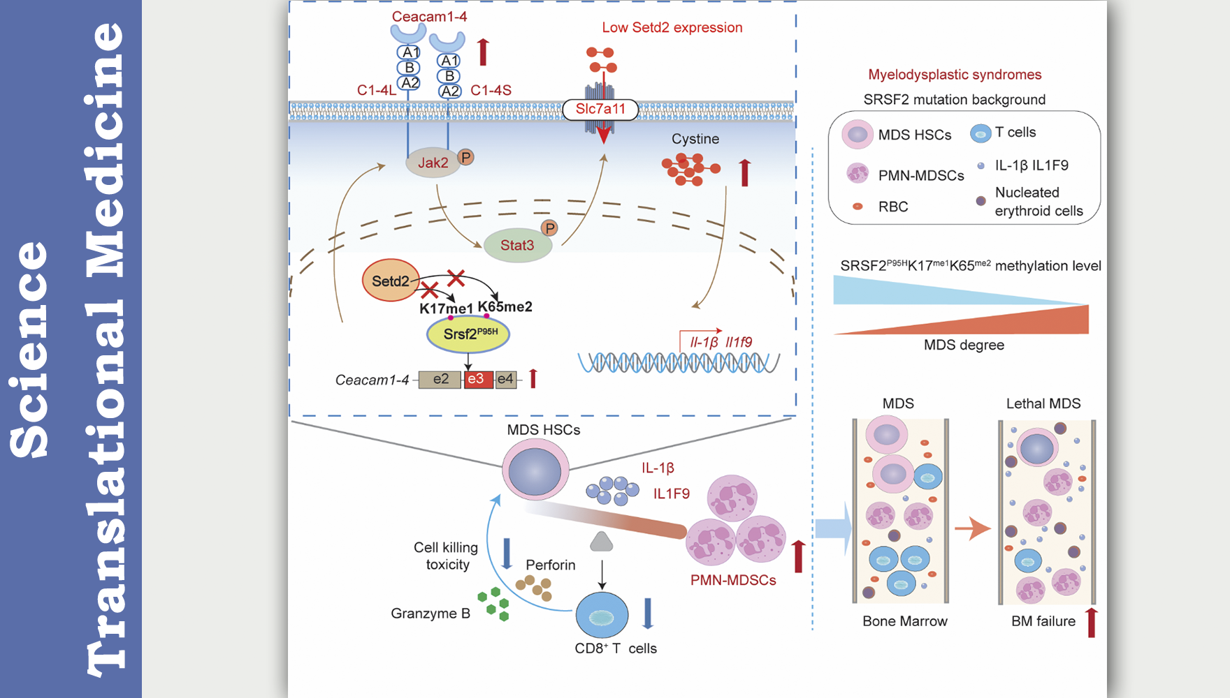 营养与健康所王兰研究组合作解析SETD2调控骨髓异常综合征免疫抑制微环境形成的机制及靶向策略