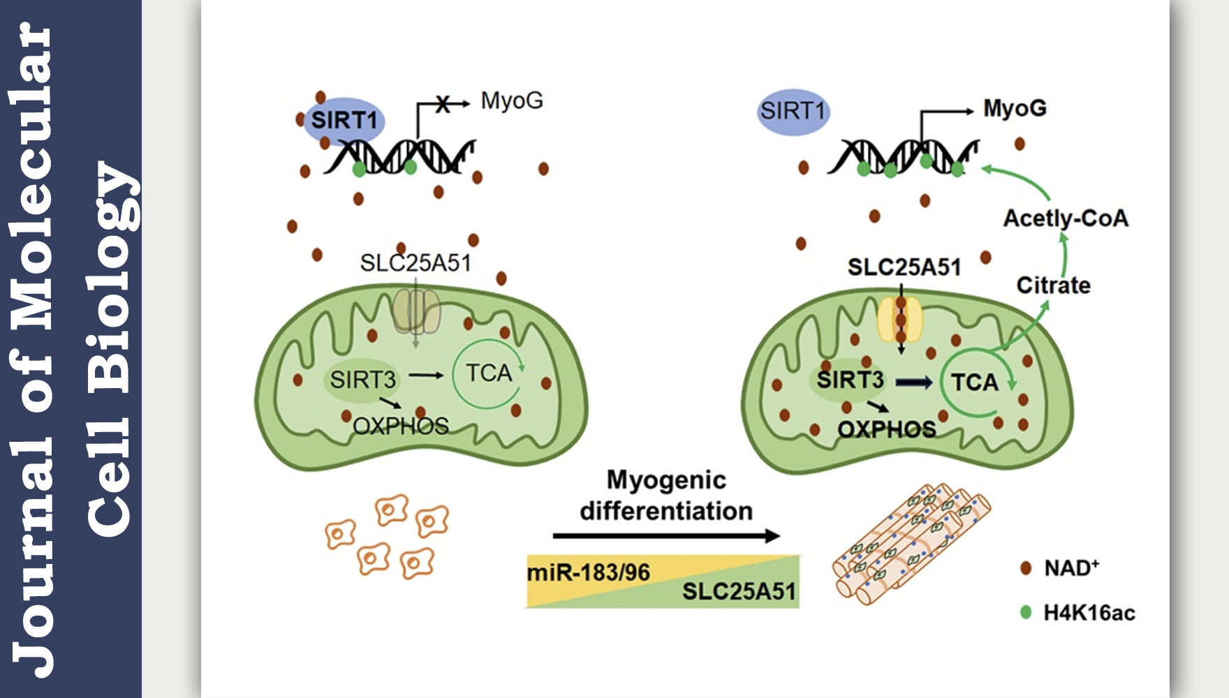 营养与健康所应浩研究组揭示miR-183/96通过NAD+亚细胞分布调控骨骼肌干细胞分化的新机制